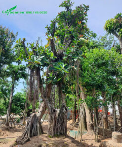 Đa búp đỏ trang trí sân vườn