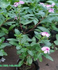 mua dừa cạn ở đâu