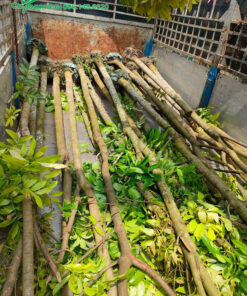 Nhạc Ngựa công trình đường kính thân 12 - 15cm đo cách gốc 1m