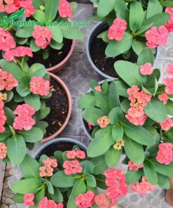 Vườn trồng cây giống Xương Rồng Bát Tiên