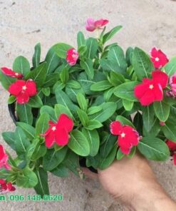 Bán hoa dừa cạn