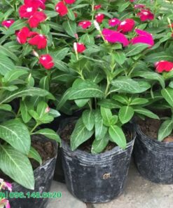 Bầu hoa dừa cạn