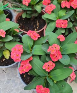 Chậu hoa nhỏ nhưng đã cho nhiều hoa