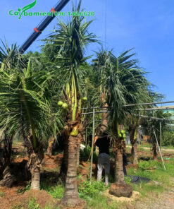 Buộc và cẩu cây lên xe