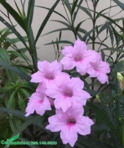 Cây chiều hồng đẹp