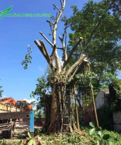 Cắt tỉa tạo tán mới cho cây Đa Búp Đỏ