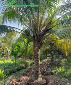 Cây Dừa công trình đẹp, mới bứng bầu