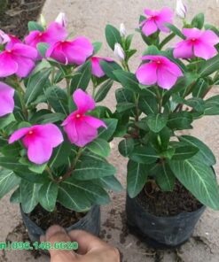 Mua cây dừa cạn đẹp