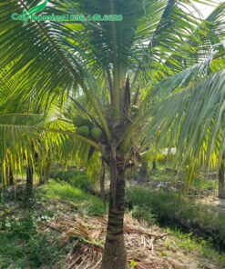Cây Dừa lâu năm sẵn trái