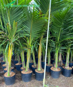 Dừa giống chiều cao 1m