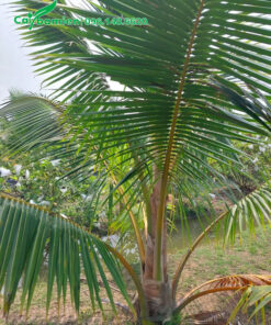 Dừa giống chưa lộ thân