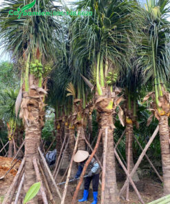 Cây Dừa công trình lộ thân hơn 2m