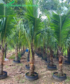 Dâm ủ bầu nổi cây dừa lộ thân cao 40cm