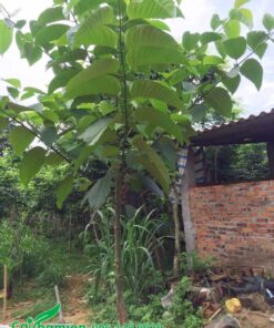 Cây Gáo Vàng bắt đầu tạo tán