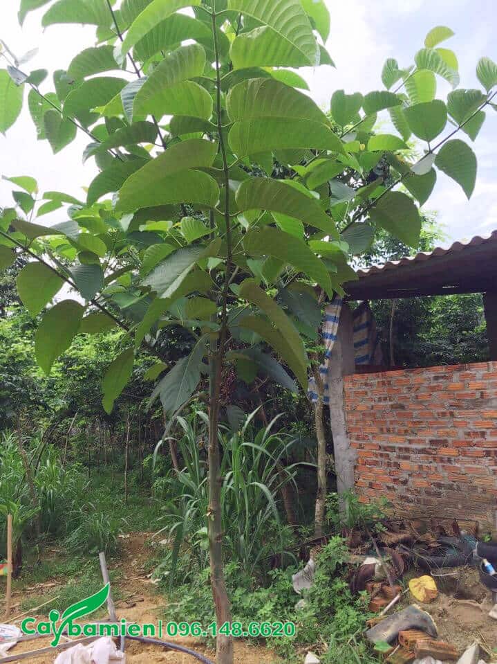 Cây Gáo Vàng bắt đầu tạo tán