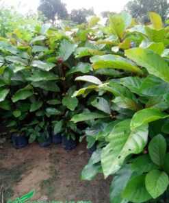 Cây gáo vàng nhỏ ươm bằng hạt