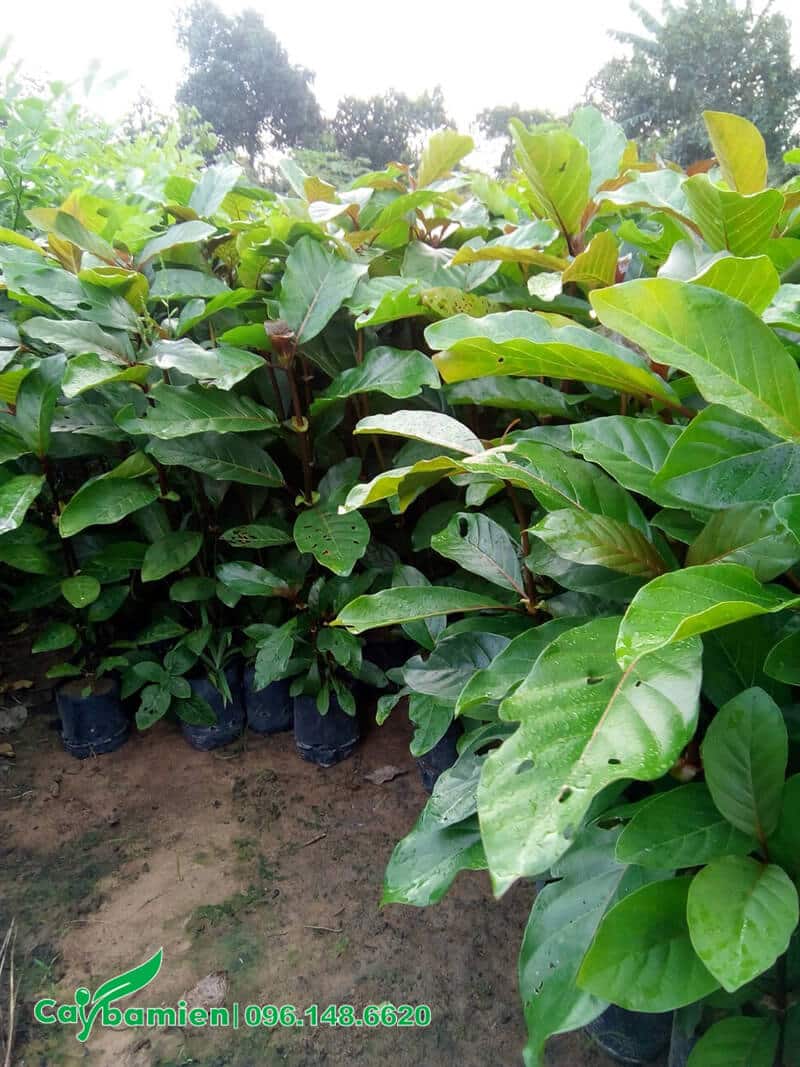 Cây gáo vàng nhỏ ươm bằng hạt