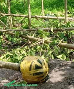 Bầu cây được bọc cẩn thận trước khi vận chuyển