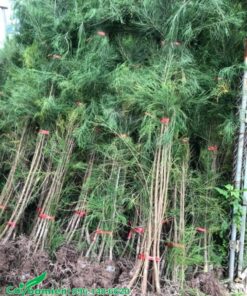 Cây giống phi lao 1,5 - 2m