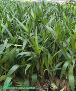 Cây giống chiều hồng