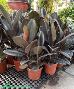 Đa búp đỏ giống đẹp