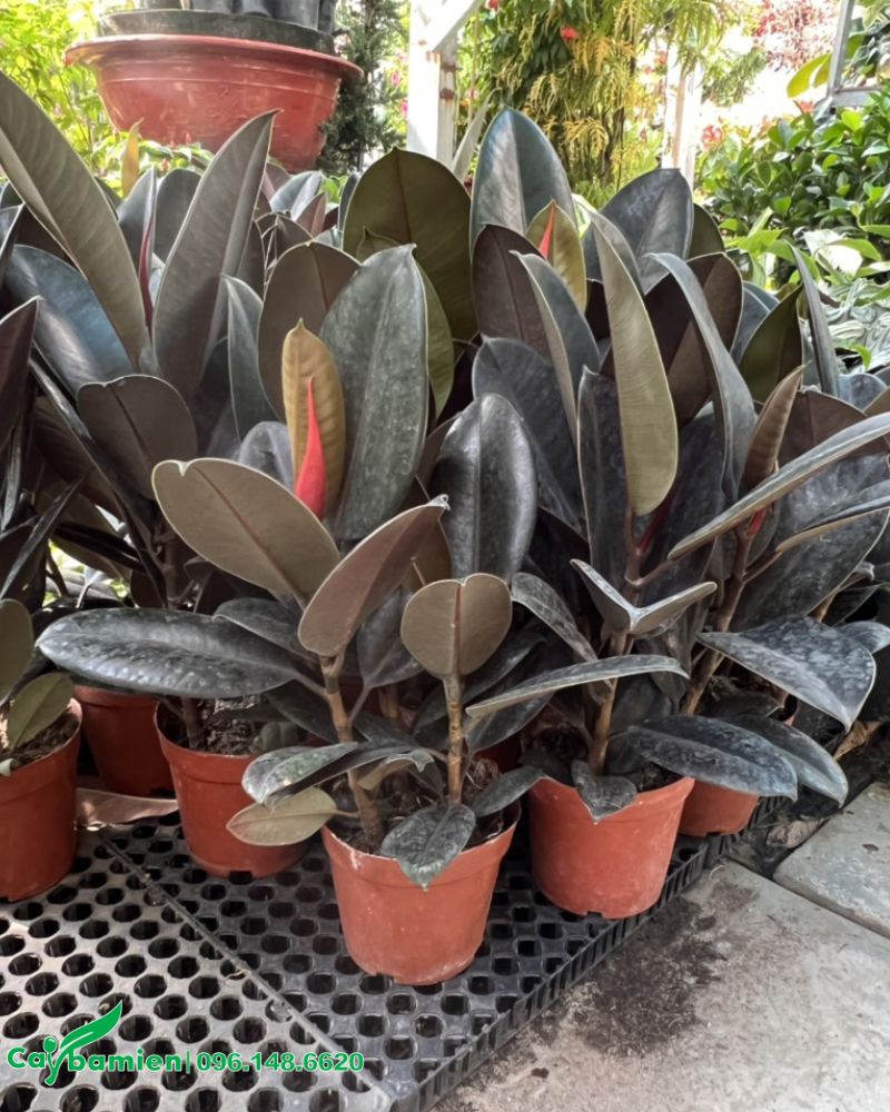 Đa búp đỏ giống đẹp