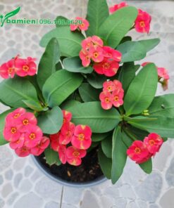 Chậu Hoa Bát Tiên cảnh đẹp, để đặt trong phòng làm việc