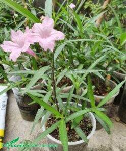 Dạ Yến Thảo Mexico