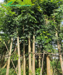 Cây Nhạc Ngựa giâm ủ, dáng thân thẳng đứng