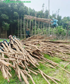 Cây Nhạc Ngựa cao lớn, đã đốn hết cành lá