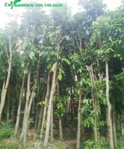 Bán cây Nhạc ngựa hàng dưỡng tận vườn