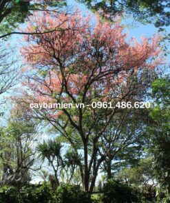 Cây hoa Ô Môi đẹp, hoa nở rực rỡ