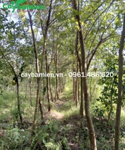 Cây ô môi đường kính thân 8 - 10cm