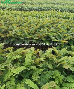 Vườn ươm cây ô môi giống tại Cây Ba Miền