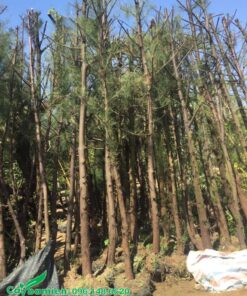 Cây phi lao chất lượng, giá tốt