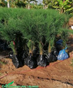 Cây phi lao giống cao 1m