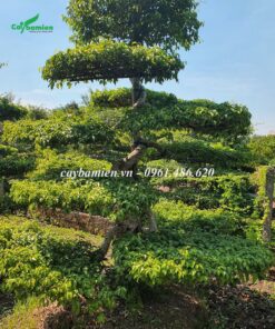 Cây Sanh Nam Điền dáng long siêu nghệ thuật