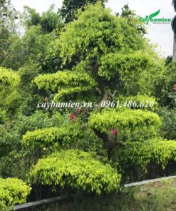 Bán cây Sanh Nam Điền đẹp, dáng uốn tinh tế