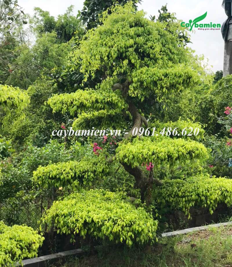 Bán cây Sanh Nam Điền đẹp, dáng uốn tinh tế