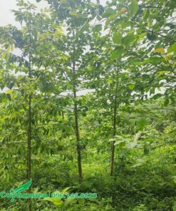 Chăm sóc vườn cây gáo vàng giống