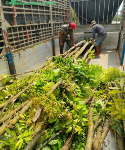 Nhạc Ngựa công trình cao 6m