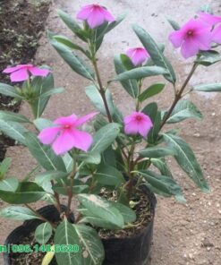 cây giống hoa dừa cạn