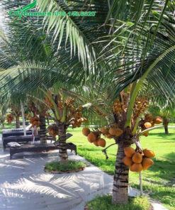 Hàng cây dừa xiêm lửa trồng ở công viên