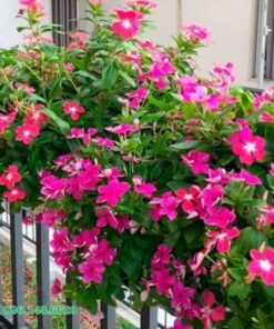 Hoa dừa cạn trang trí