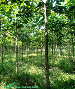 Vườn cây giống Gáo Vàng hàng nghìn cây