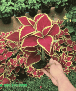 mua bán lá gấm giá tốt