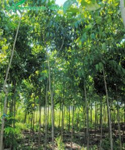 Cây giống cao 3m, đường kính 7 - 10cm