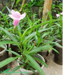 Mua bán chiều hồng giá tốt