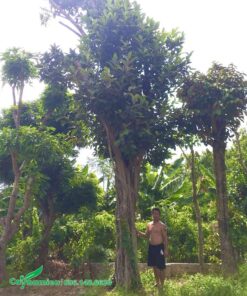 Đa Búp Đỏ cổ thụ