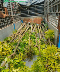 Cây Nhạc Ngựa đường kính gần 20cm